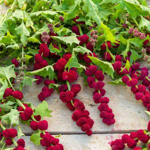 Epinard Fraise - Légumes d'Autrefois